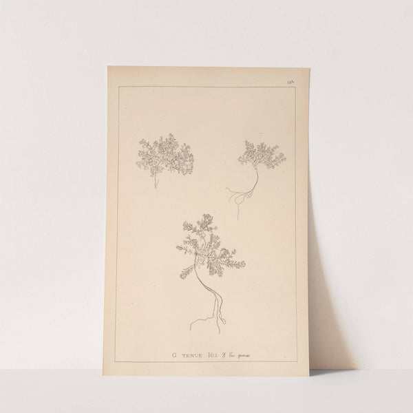 Herbier de la flore française Pl.0631 by Louis Antoine Cusin