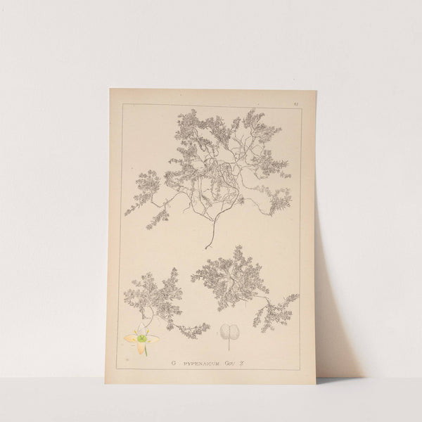 Herbier de la flore française Pl.0634 by Louis Antoine Cusin