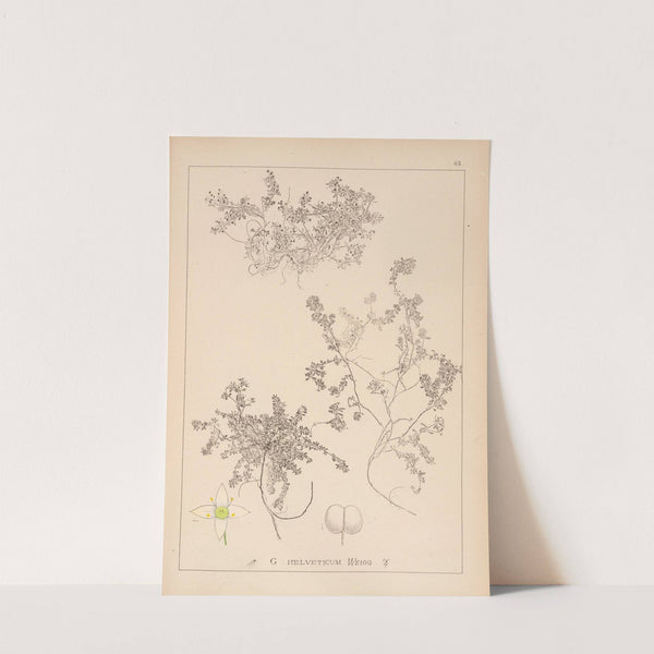 Herbier de la flore française Pl.0635 by Louis Antoine Cusin