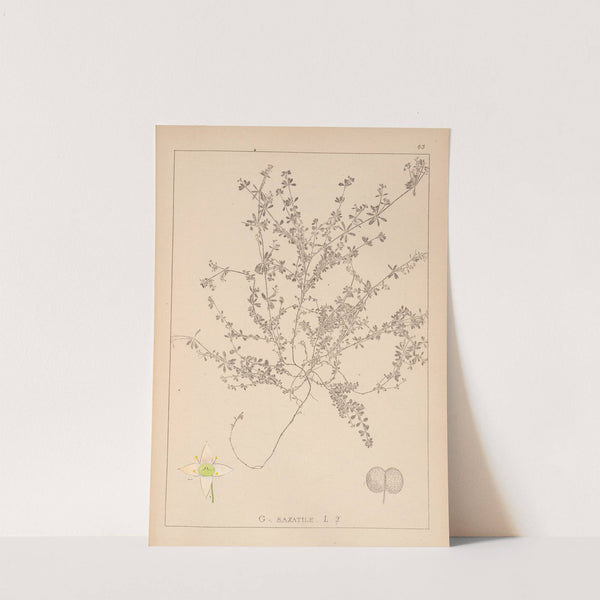 Herbier de la flore française Pl.0638 by Louis Antoine Cusin