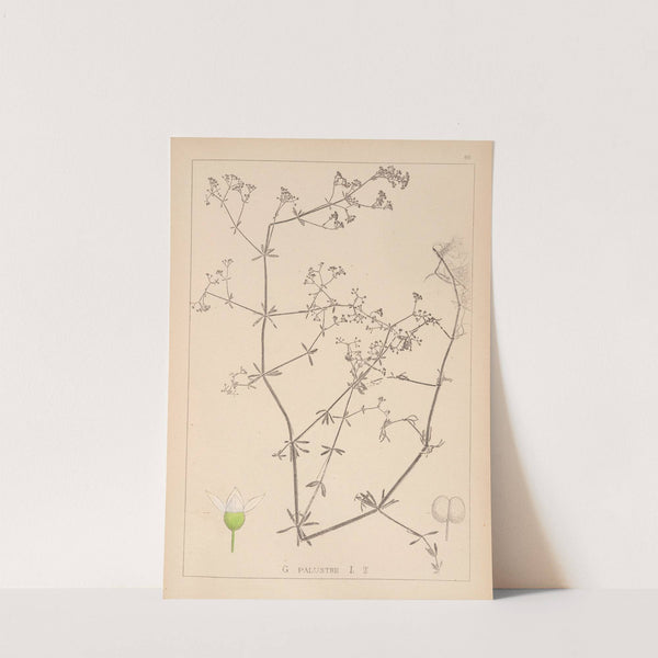 Herbier de la flore française Pl.0639 by Louis Antoine Cusin