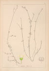 Herbier de la flore française Pl.0641