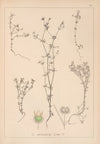 Herbier de la flore française Pl.0643