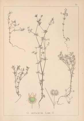 Herbier de la flore française Pl.0643