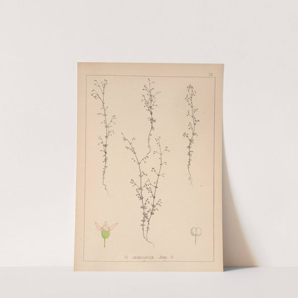 Herbier de la flore française Pl.0645 by Louis Antoine Cusin