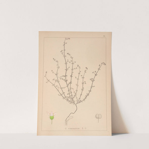 Herbier de la flore française Pl.0646 by Louis Antoine Cusin