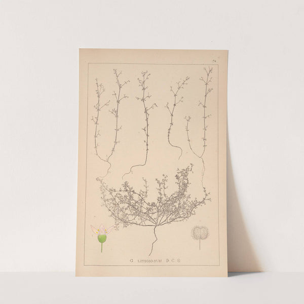 Herbier de la flore française Pl.0647 by Louis Antoine Cusin