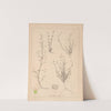 Herbier de la flore française Pl.0648 by Louis Antoine Cusin