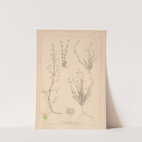 Herbier de la flore française Pl.0648 by Louis Antoine Cusin