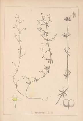 Herbier de la flore française Pl.0651