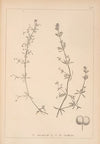 Herbier de la flore française Pl.0652