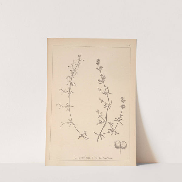 Herbier de la flore française Pl.0652 by Louis Antoine Cusin