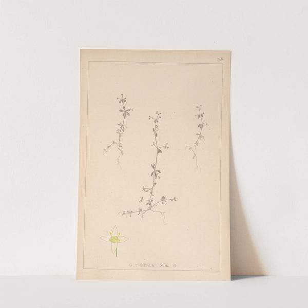 Herbier de la flore française Pl.0653 by Louis Antoine Cusin