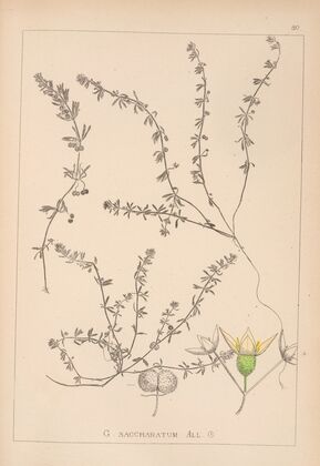 Herbier de la flore française Pl.0655