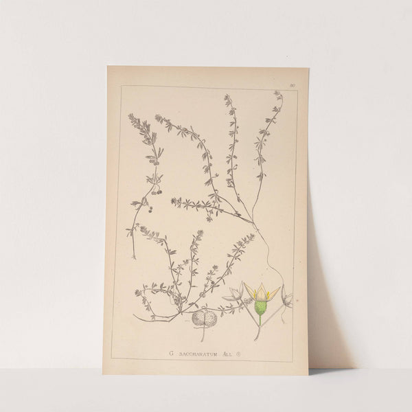 Herbier de la flore française Pl.0655 by Louis Antoine Cusin