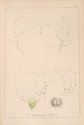 Herbier de la flore française Pl.0656