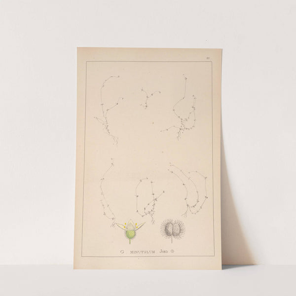 Herbier de la flore française Pl.0656 by Louis Antoine Cusin