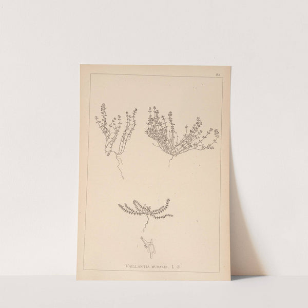 Herbier de la flore française Pl.0659 by Louis Antoine Cusin