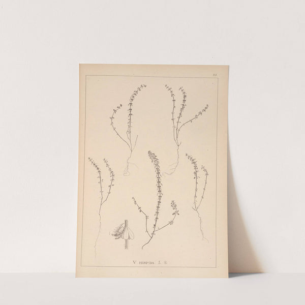 Herbier de la flore française Pl.0660 by Louis Antoine Cusin