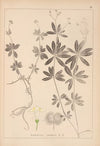 Herbier de la flore française Pl.0661