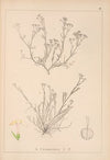 Herbier de la flore française Pl.0662