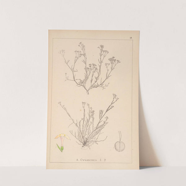 Herbier de la flore française Pl.0662 by Louis Antoine Cusin