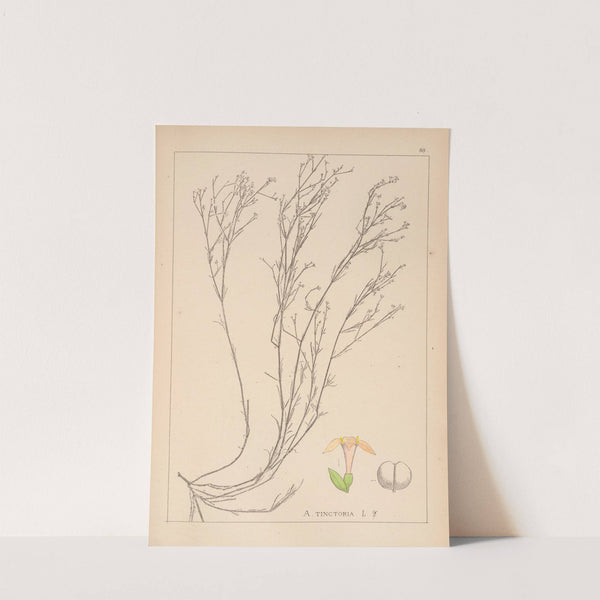 Herbier de la flore française Pl.0663 by Louis Antoine Cusin