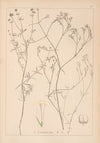Herbier de la flore française Pl.0664