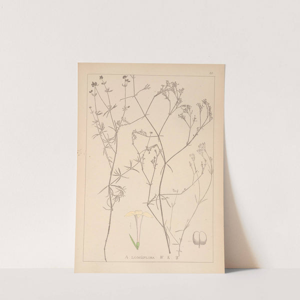 Herbier de la flore française Pl.0664 by Louis Antoine Cusin