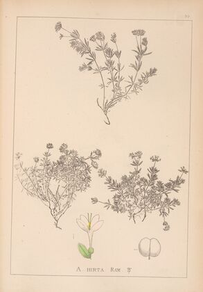 Herbier de la flore française Pl.0665
