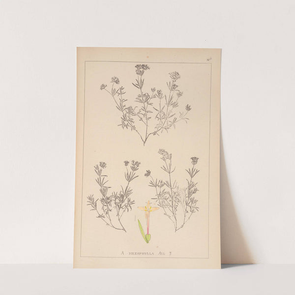 Herbier de la flore française Pl.0666 by Louis Antoine Cusin
