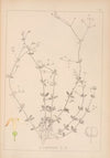 Herbier de la flore française Pl.0667