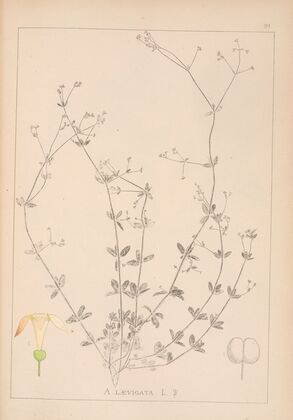 Herbier de la flore française Pl.0667