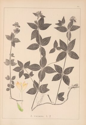Herbier de la flore française Pl.0668
