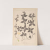 Herbier de la flore française Pl.0668 by Louis Antoine Cusin
