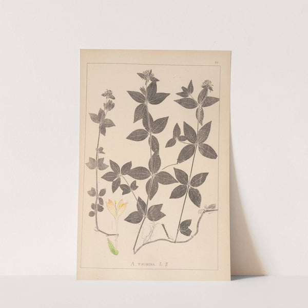 Herbier de la flore française Pl.0668 by Louis Antoine Cusin