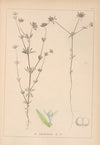 Herbier de la flore française Pl.0669