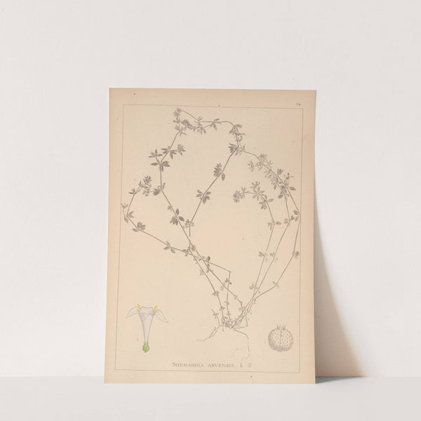 Herbier de la flore française Pl.0670 by Louis Antoine Cusin