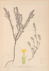 Herbier de la flore française Pl.0671