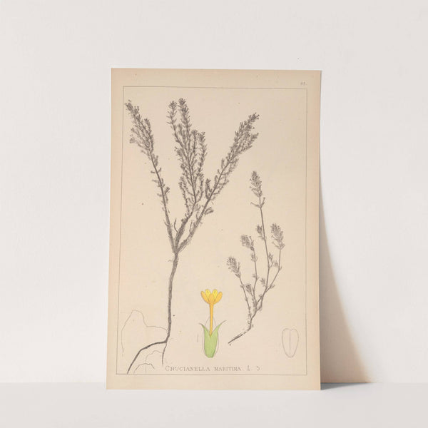 Herbier de la flore française Pl.0671 by Louis Antoine Cusin