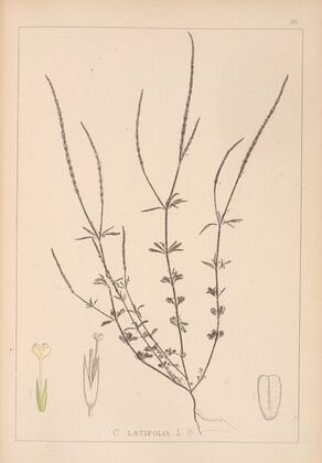Herbier de la flore française Pl.0672