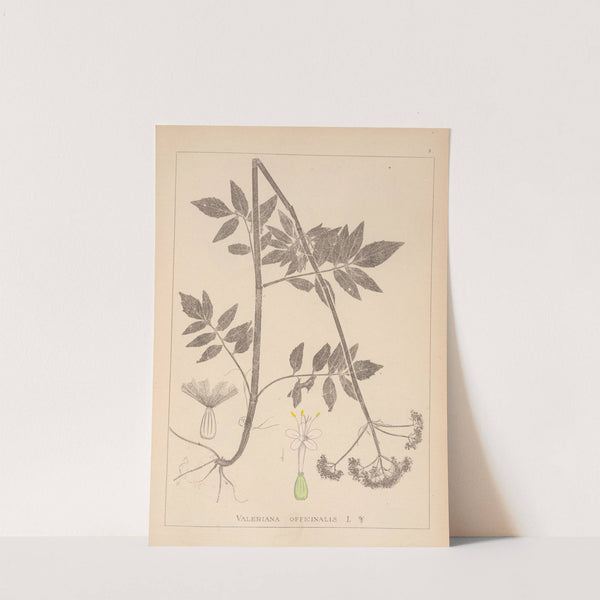 Herbier de la flore française Pl.0678 by Louis Antoine Cusin