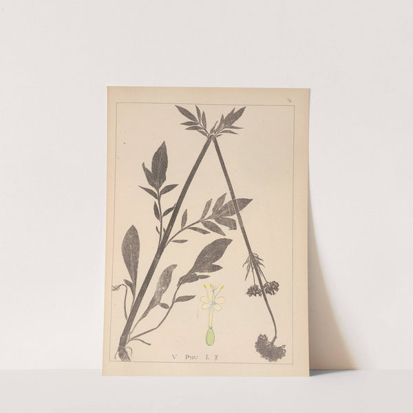 Herbier de la flore française Pl.0679 by Louis Antoine Cusin