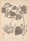 Herbier de la flore française Pl.0680