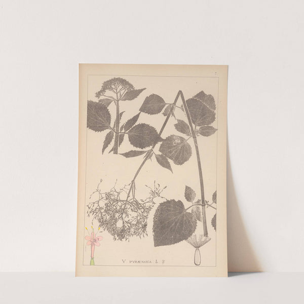 Herbier de la flore française Pl.0680 by Louis Antoine Cusin