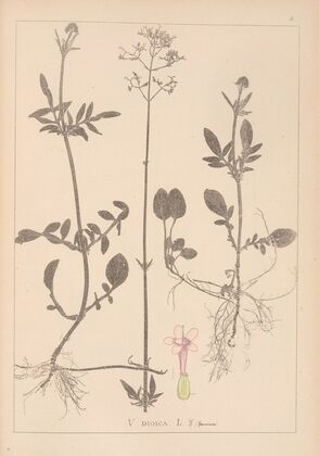 Herbier de la flore française Pl.0682