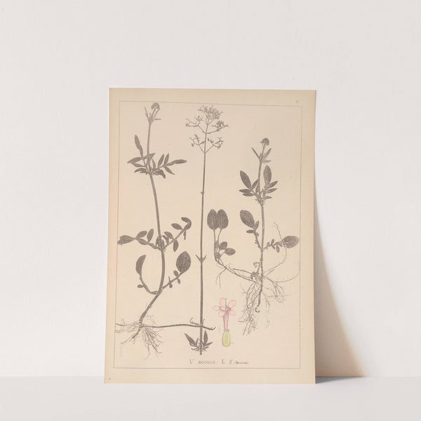 Herbier de la flore française Pl.0682 by Louis Antoine Cusin