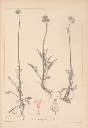 Herbier de la flore française Pl.0683