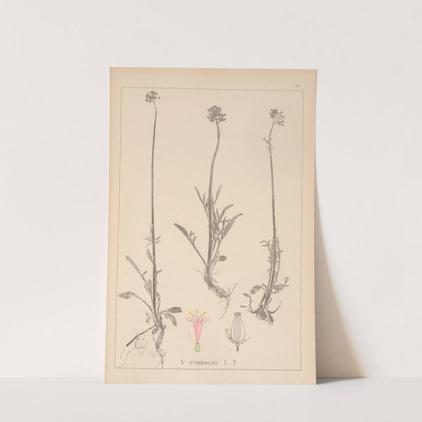 Herbier de la flore française Pl.0683 by Louis Antoine Cusin