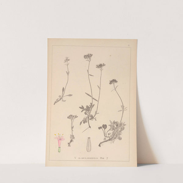 Herbier de la flore française Pl.0684 by Louis Antoine Cusin